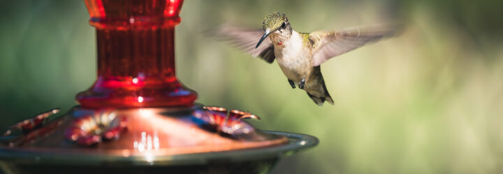 A hummingbird hovering over a feeder