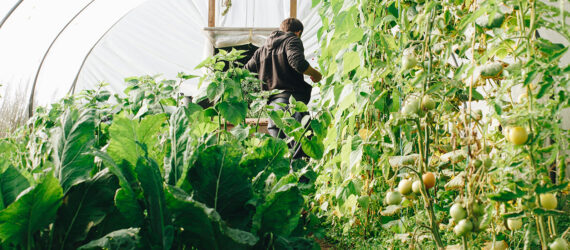 A person in a greenhouse among plants
