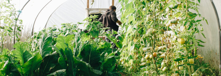 A person in a greenhouse among plants