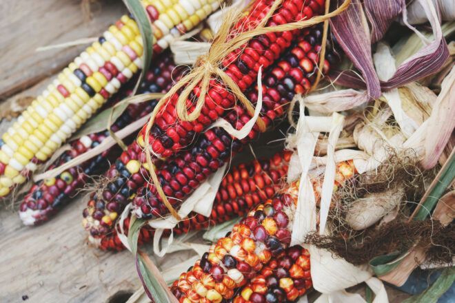 A pile of corn on the cobs