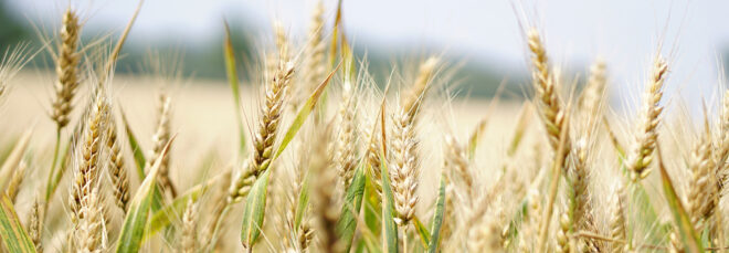 A field of wheat
