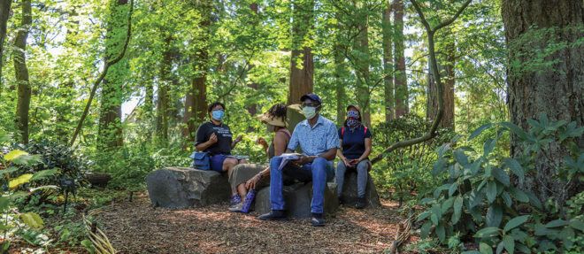 A group of forest sitting on a fallen log in a forest