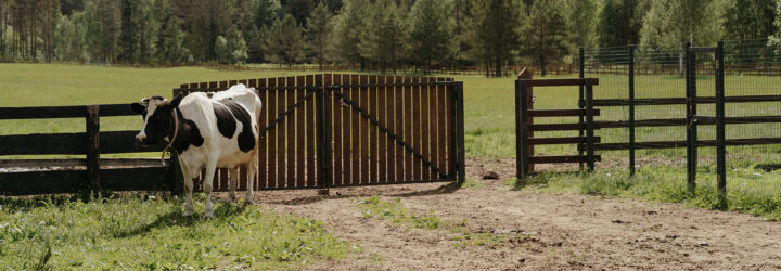 A cow standing beside a wooden fence in a field