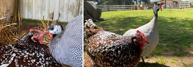 Two images side-by-side of a chicken and fowl beside each other