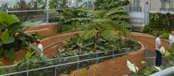 Visitors walking on a ramp that weaves through clusters of plants