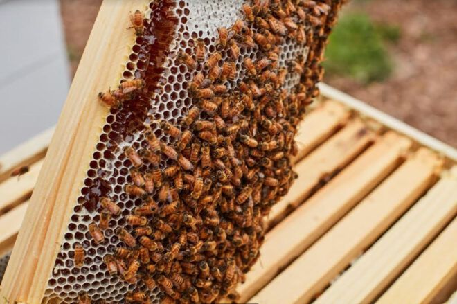 A person lifting up a collection of bees