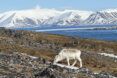 A deer grazing on the hill of a snowy landscape