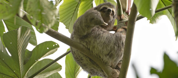 Sloth in a tree