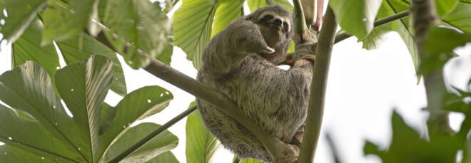 Sloth in a tree