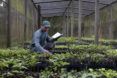 Man tracking seedlings at a nursery