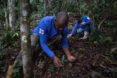Man collecting seeds on the rainforest floor
