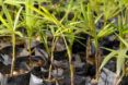 Juçara Palm seedlings