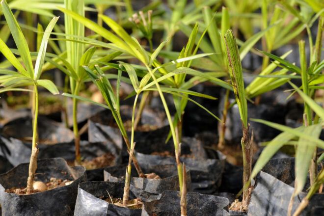Juçara Palm seedlings