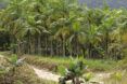 Juçara Palms in a forest