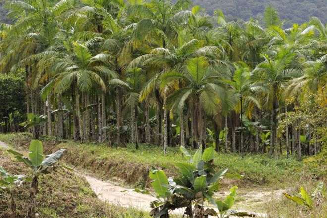 Juçara Palms in a forest