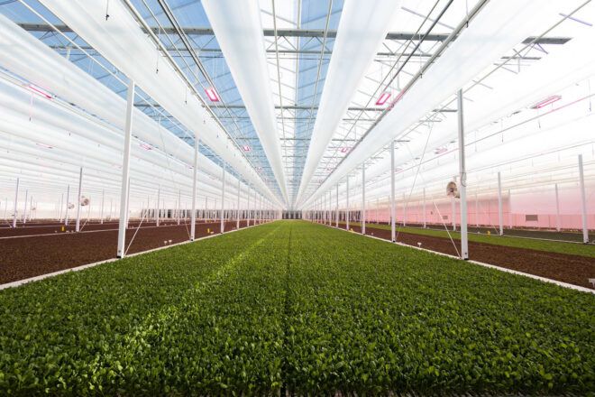 A greenhouse full of lettuce and leafy veggies