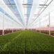 A greenhouse full of lettuce and leafy veggies