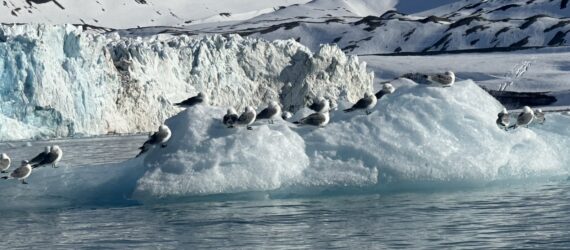 A bunch of birds resting a clunk of ice