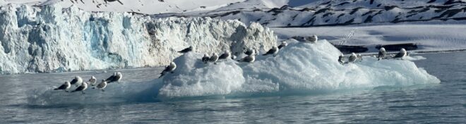 A bunch of birds resting a clunk of ice