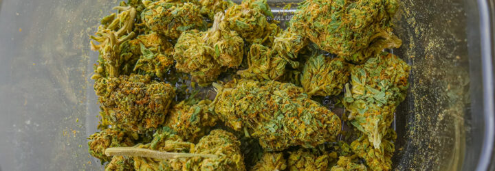 Clumps of weed in a plastic containter