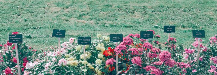 A row of variety of flowers with signs to signify the different names