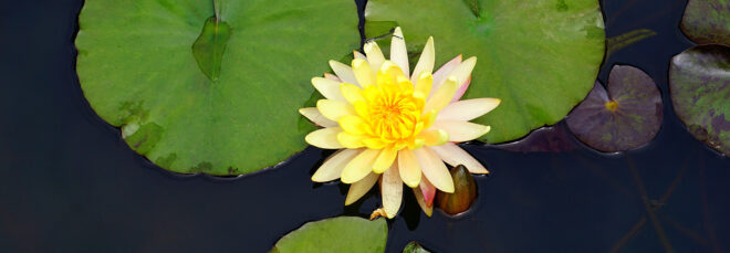 A white lotus flower with a yellow center with lily pads surrounding it in a pond