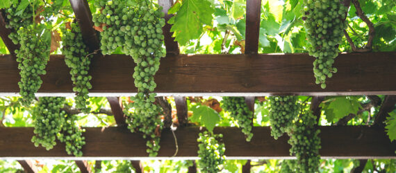 An up-close of a pergola containing vines of grapes