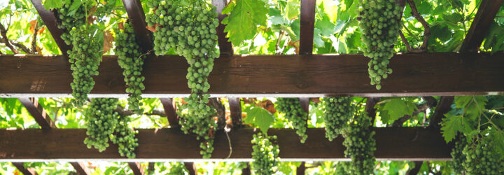 An up-close of a pergola containing vines of grapes