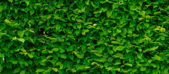 An up-close of a wall covered in leaves