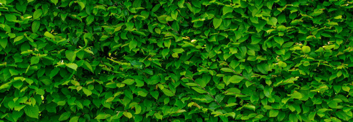 An up-close of a wall covered in leaves