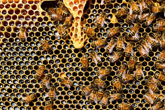 An up-close of honeycombs and bees