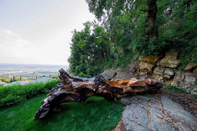 A tree trunk lying on the ground
