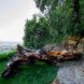 A tree trunk lying on the ground