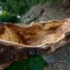 An up-close hollowed out part of a tree trunk