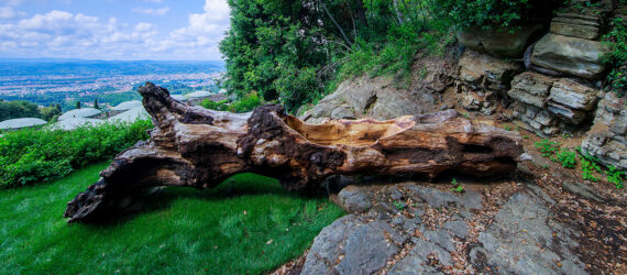 A tree trunk lying on the ground
