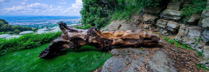 A tree trunk lying on the ground