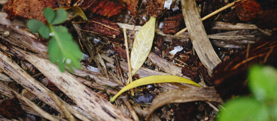 A pile of scrap wood and dirt and leaves