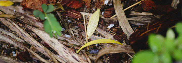 A pile of scrap wood and dirt and leaves