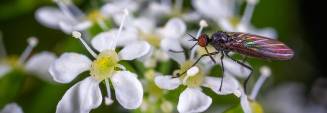 A bug sitting on a bush of white flowers