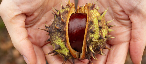 Two hands cupping a chestnut still incased in its outer shell