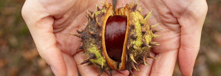 Two hands cupping a chestnut still incased in its outer shell