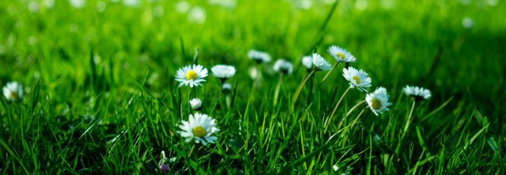 An up-close of white daisies sprouting from grass