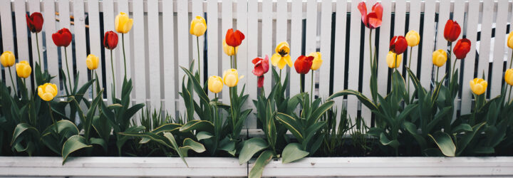 A white fencing with tulips in a white planter in front of it