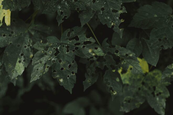 A plant with leaves all with holes in them