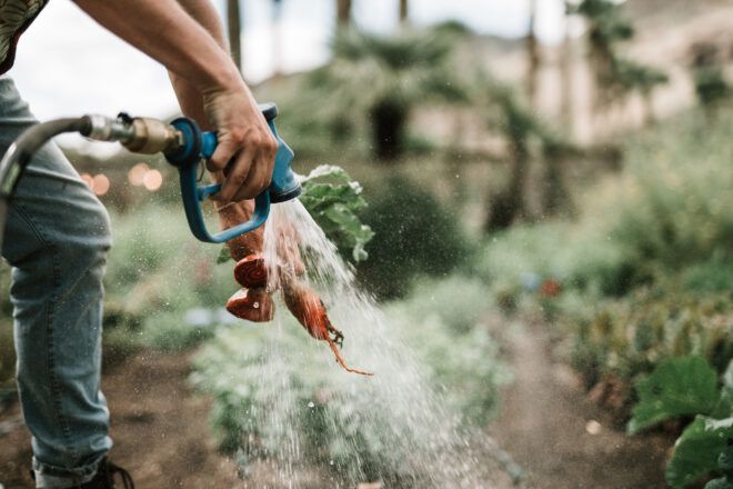 Two hands holding a hose to wash carrots